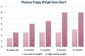 Maltese Puppy Weight Gain Chart
